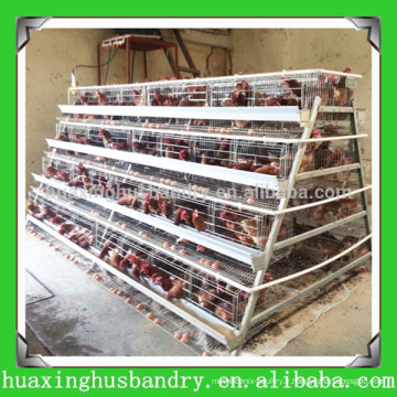 Chine populaire et bonne qualité couche poultry house